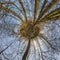 Autumn tiny planet transformation of spherical panorama 360 degrees. Spherical abstract aerial view in forest with clumsy branches