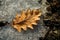 Autumn to winter. Frosty maple leaf in the snowy day for background, close up.