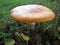 Autumn Toadstool