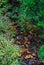 Autumn toadstool mushrooms grow under bushes in the forest