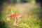 Autumn toadstool poisonous mushroom forest litter