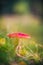 Autumn toadstool poisonous mushroom forest litter