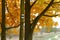 Autumn tourist blue mark on tree