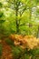 Autumn trail in a forest