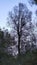 Autumn tree against the evening sky