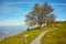 Autumn tree and amazing panorama to Lake Lucerne, Alps