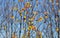 Autumn tree branches with almost no leaves, only few small colourful pieces left. Abstract fall background