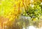 Autumn tree with bright foliage is reflected in the lake