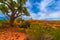 Autumn Tree in the Canyon - Utah Fall Landscape