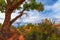 Autumn Tree in the Canyon - Utah Fall Landscape