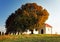 Autumn tree and chapel
