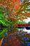 Autumn tree at the Chinese park reflected i n the water