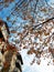 Autumn tree and clouding clear on a street in Arad city