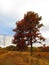 In Autumn, a tree with Deep Maroon Leaves along the hiking trail