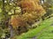 autumn tree on the edge of steep woodland with fall colours