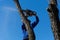 Autumn Tree Felling: Skilled Arborist Cutting a Tree with Chainsaw