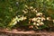 autumn tree at the forest edge in the Eifel