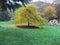 An Autumn tree in a garden at Moreton Walled Garden