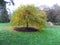 An Autumn tree in a garden at Moreton Walled Garden