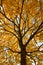 Autumn tree with golden leaves