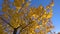 Autumn tree with golden leaves at blue sky