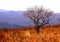 Autumn, tree on golden meadow