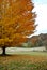 Autumn Tree on Golf Course