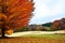 Autumn Tree on Golf Course