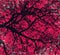 Autumn tree grungy abstract design