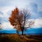 Autumn tree with half of the leaves fallen