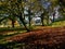 Autumn tree landscape at Fenton