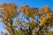 Autumn tree. Large crown of Centuries-old Oak Quercus tree.