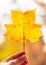 Autumn tree leaves, Fall season background in red orange yellow colorful color of season change in personâ€™s hand