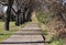 Autumn tree lined lane path