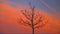 Autumn tree. Lonely tree silhouette in a field and orange sunset sky