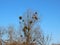 Autumn Tree with Many Large Mistletoe Growths