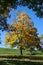 autumn tree meadow