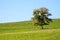 autumn tree meadow