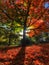 Autumn Tree in Prospect Park, Brooklyn