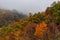 Autumn tree tops in the fog. Autumn colorful background with colorful trees