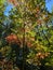 Autumn Tree Turning Color in September