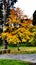 Autumn tree with vivid colors, Jonkoping, Sweden