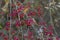 Autumn tree with wild red berries and colorful leaves. Selective focus