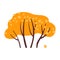 Autumn tree. Yellow bush for garden forest park. Withering plant with golden foliage. Tree losing leaves Isolated on