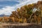 Autumn tree yellow fall foliage Eastern Sierra Nevada mountains