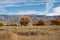 Autumn tree yellow fall foliage Eastern Sierra Nevada mountains