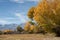 Autumn tree yellow fall foliage Eastern Sierra Nevada mountains