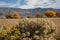 Autumn tree yellow fall foliage Eastern Sierra Nevada mountains