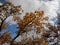 Autumn tree with yellow foliage against a white cloud and blue sky.