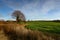 Autumn trees above the fields